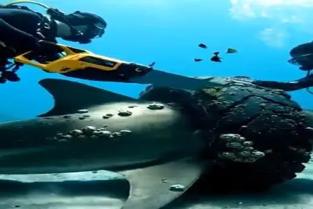 مستند کاوش؛ کوسه رو از لاستیک رهانیدن واسه تشکر نخوردشون