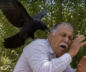 کلاغ دلگیری که سه ساله دست از سر یه پیرمرد بر نمیدارد.