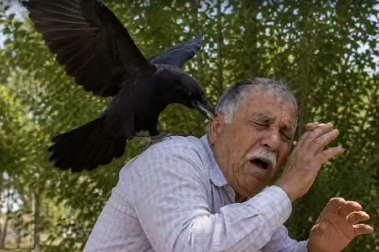 کلاغ دلگیری که سه ساله دست از سر یه پیرمرد بر نمیدارد.