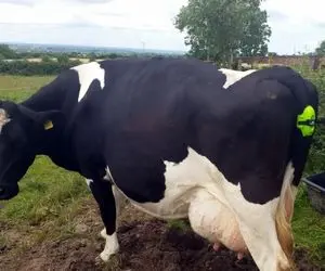 گاوداری مدرن؛ دامداران با کمک تکنولوژی کاری می کنن که گاو ها همه چند قلو حامله میشن