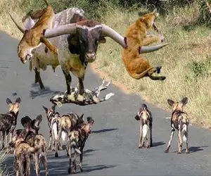 گاو باورنکردنی؛ گاو هلندی شقی شیر شریری که بهش حمله کرد مثله کرد کفتار بلعید