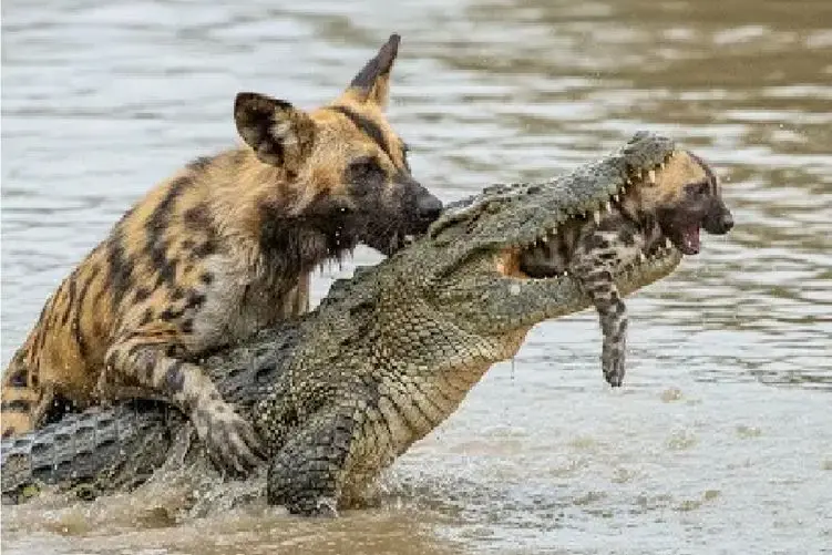 مستند حیات وحش؛ کفتار؛ تمساح