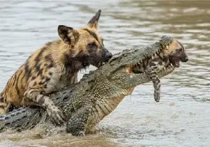 مستند حیات وحش؛ کفتار پوست تمساح میکنه بچشو پس بگیره