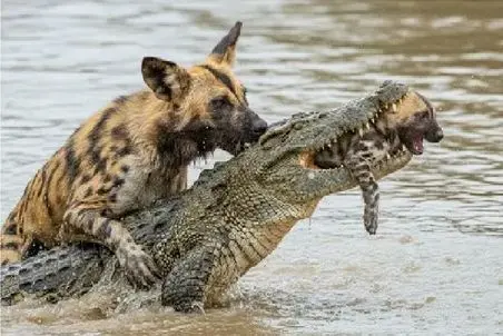 مستند حیات وحش؛ کفتار پوست تمساح میکنه بچشو پس بگیره