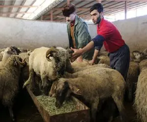 قیمت دام زنده امروز 7 اسفند 1404 + جدول