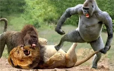 نبرد حیات وحش/حمله ناغافل گله میمون ها به بچه شیر/میمون از بالای درخت شیرو شکار میکنه