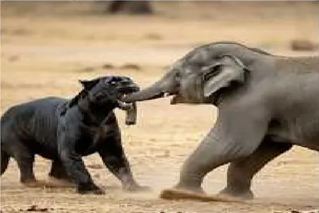 حیات وحش مصنوعی؛ انتقام سخت فیل مادر از جگوار سیاه که بچش رو اوف کرده