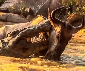 نبرد حیات وحش/کروکودیل با نقشه و زیرکی گوزن را یکجا بلعید/اجازه ندادن تکون بخوره