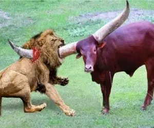 فجایع حیات وحش/شیر دخیل بسته که این سری گاو خشمگین رو سرنگون کنه