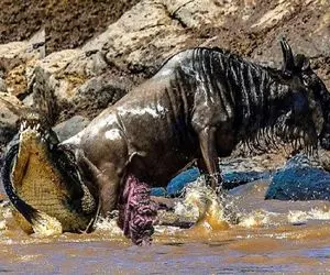 جذابیت حیات وحش؛ کل یالدار موقع آب خوردن قربانی ولع تمساح سفاک پنهانِ برکه شد