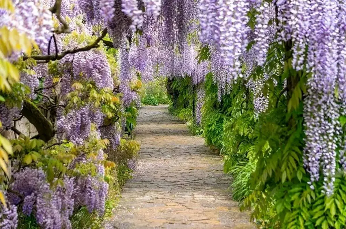 چسب1