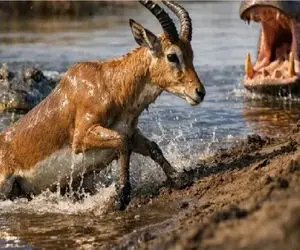شاهکار حیات وحش؛ با حمله اسب آبی به تمساح ایمپالا از عزرائیل گریخت
