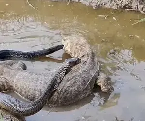 مستند حیات وحش؛ در یک نبرد نیش سمی کومودو مار را هورت میکشد