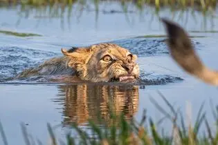وقتی شیرها از آب می ترسند و از خیس شدن حذر دارند