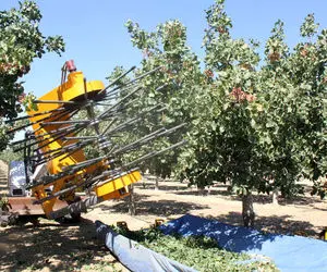 کشاورزی نوین؛ ببینید چطور با ماشین مخصوص تو 60 ثانیه 600 کیلو پسته رو میچینن  