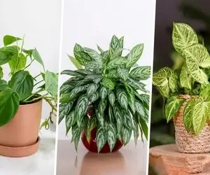 گیاهان کم آب آپارتمانی که تنها نیاز به یکبار آبیاری در ماه دارند مناسب افراد پر مشغله