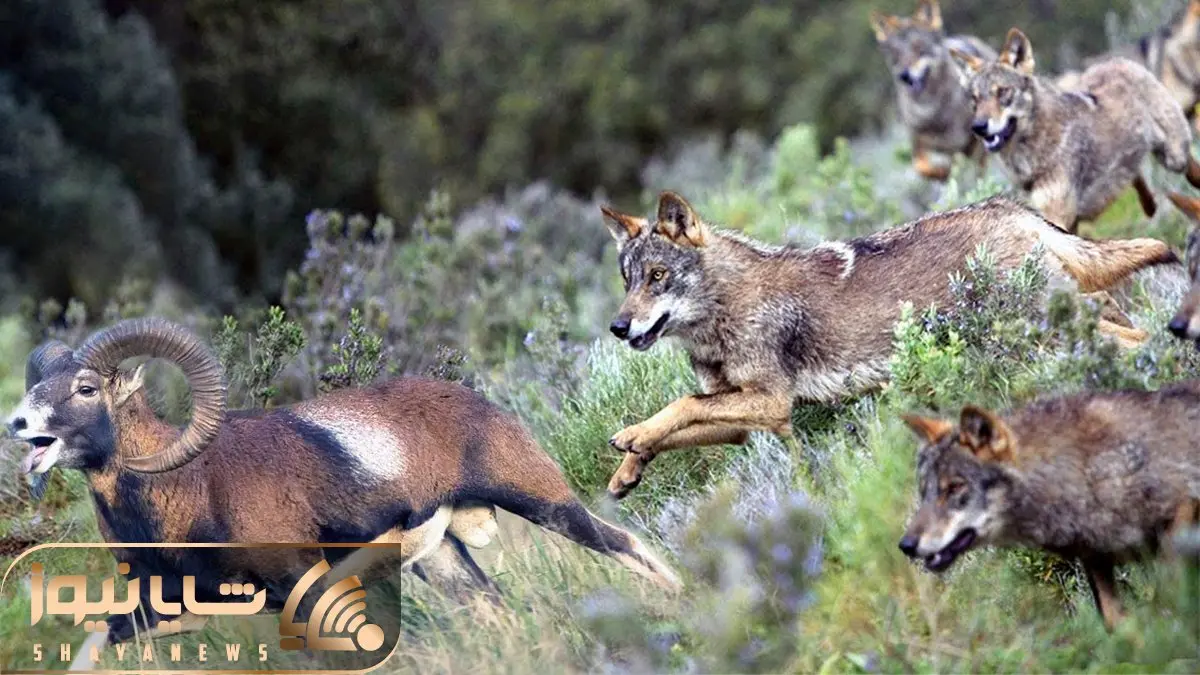 از جذابیت های حیات وحش؛ راهبرد مخفی گرگ ها برای به دام انداختن مدعیان کوهستان