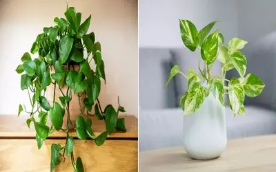 گیاهانی که گرما و بخار آشپزخونه رو تحمل می‌ کنن/ با اینا موقع آشپزی روحیت عوض میشه