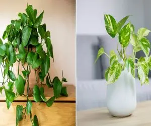 گیاهانی که گرما و بخار آشپزخونه رو تحمل می‌ کنن/ با اینا موقع آشپزی روحیت عوض میشه