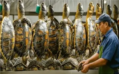 فرآوری لاکپشت؛ لاکپشت غول میکنن لاکش رو بشکافن بندازن تو دیگ سوپ پروتئینی بشه