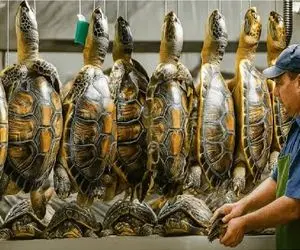 فرآوری لاکپشت؛ لاکپشت غول میکنن لاکش رو بشکافن بندازن تو دیگ سوپ پروتئینی بشه