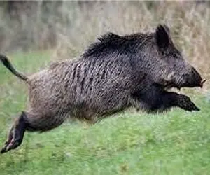 بر مدار وحش؛ دست درازی گراز به حریم ماهی