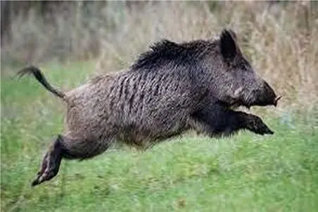 بر مدار وحش؛ دست درازی گراز به حریم ماهی