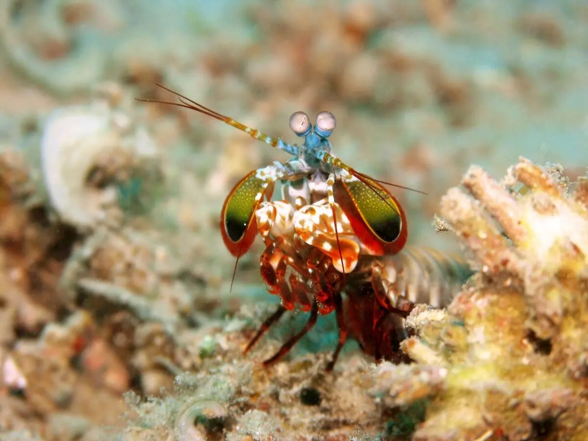Odontodactylus_scyllarus1