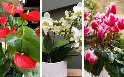 گیاهانی که محبت به خونه میارن / سردی روابط رو با اعضای خانواده تو خونه با اینا گرم کن