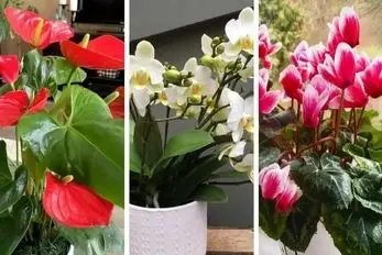 گیاهانی که محبت به خونه میارن / سردی روابط رو با اعضای خانواده تو خونه با اینا گرم کن