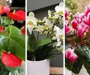 گیاهانی که محبت به خونه میارن / سردی روابط رو با اعضای خانواده تو خونه با اینا گرم کن