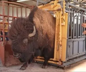 گاوهای باورنکردنی؛ گاو درشت هیکل یاغی که به طرز وحشتناکی عصبیه انگار همه چی رو مخشه