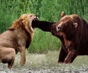 بر مدار وحش؛ مشت خرس به صورت شیر فیسشو عوض کرد