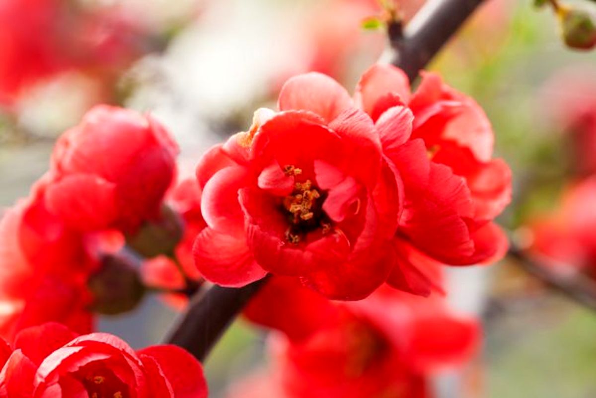 red-Chinese-flowering-apple-blooming-in-the-spring-620x414