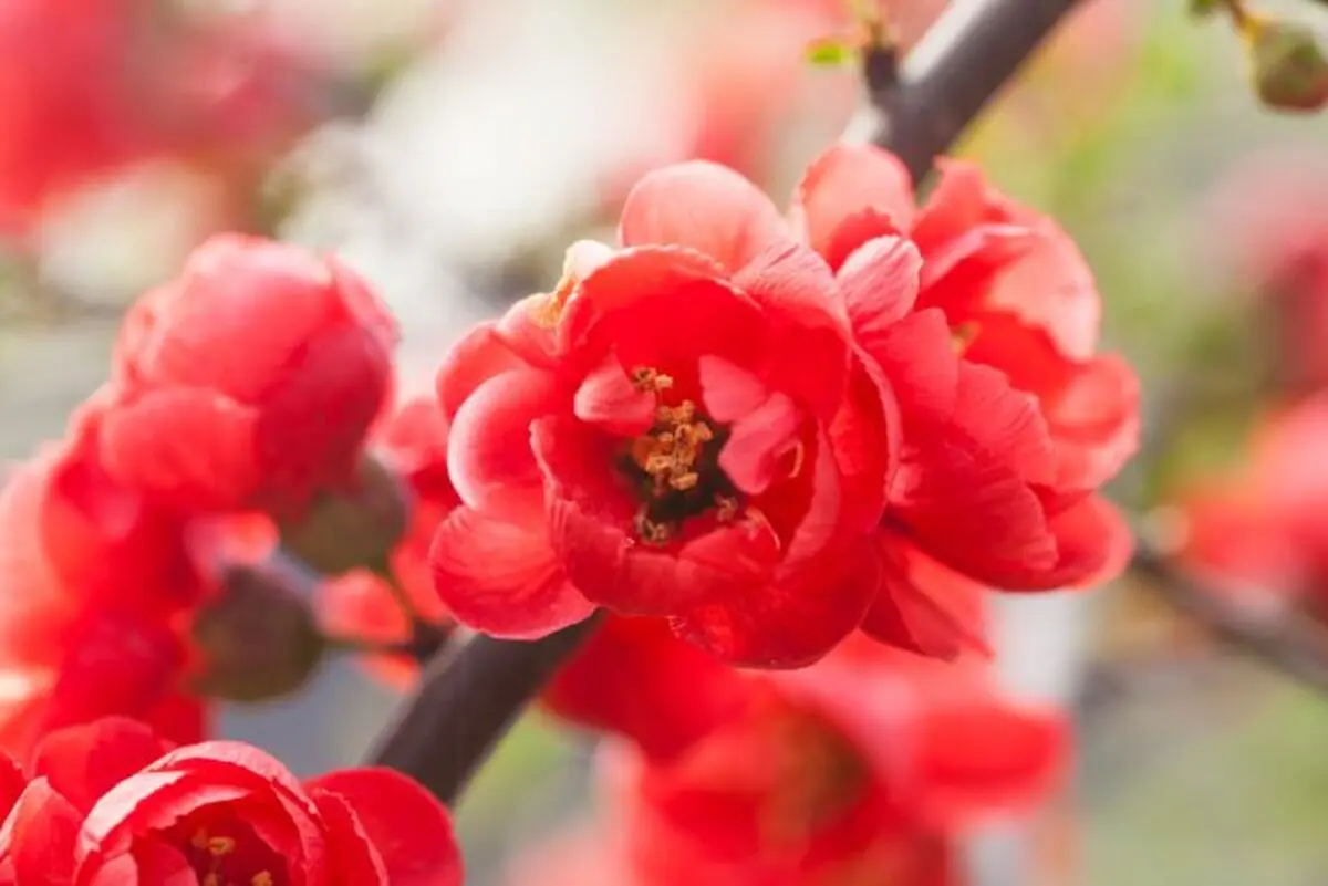 red-Chinese-flowering-apple-blooming-in-the-spring-620x414