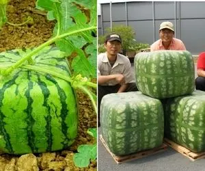 هندوانه های چند وجهی؛ هندوانه های جذابی که گرد نیستن و مکعبی درمیان و میشه کادو داد