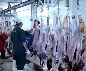 از گوشت لاکچری گرفته تا  گوشت قسطی و آشغال گوشت! 