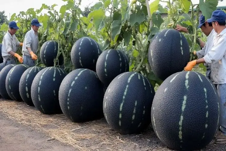 کشاورزی نوین؛ با تکنولوژی روز هندونه کاشتن سیاه فک میکنی ابوجهله ولی قنده