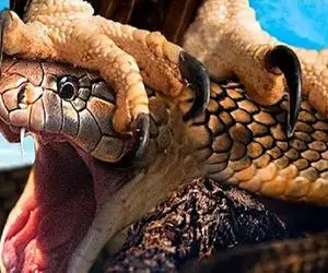 مستند حیات وحش؛ عقاب سفاک با فرود از آسمان تن و بدن مار را از هم میدرد