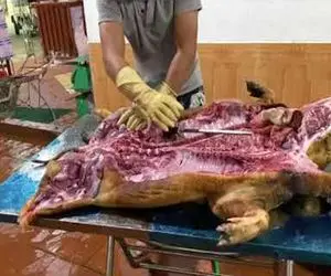 کباب خوک؛ پشمای خوک سیاه زشتو تراشید شکمشو پاره و با سبزی پر کرد به سیخ کشید