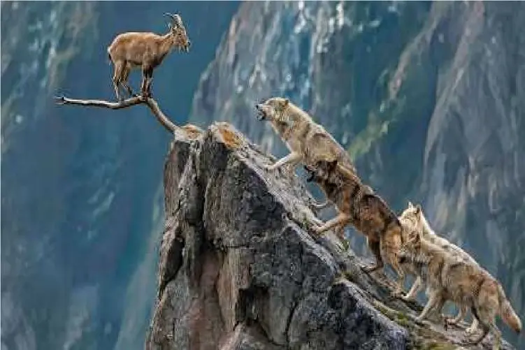 نبرد بز کوهی با گله گرگ‌ها؛ رویارویی نفس‌گیر بر فراز صخره‌ها