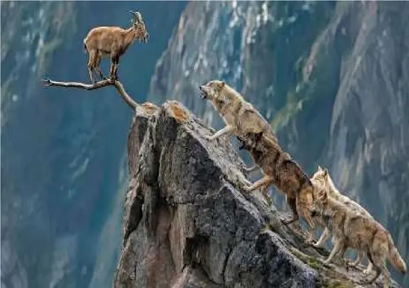 نبرد بز کوهی با گله گرگ‌ها؛ رویارویی نفس‌گیر بر فراز صخره‌ها