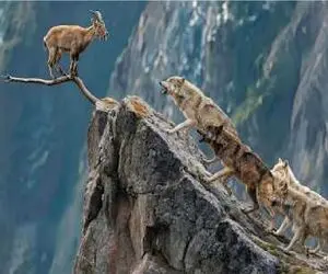 نبرد بز کوهی با گله گرگ‌ها؛ رویارویی نفس‌گیر بر فراز صخره‌ها