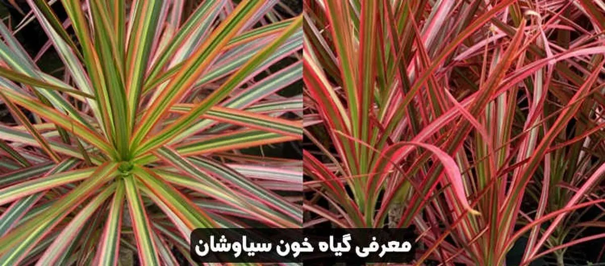 دوام1