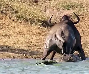 مستند حیات وحش؛ نجات گاومیش از آرواره‌های کروکودیل توسط اسب آبی