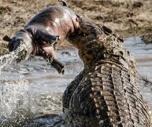 از بدایع حیات وحش؛ اسب آبی زائو بچه تازه متولد شدشو از دهن تمساح می کشه بیرون