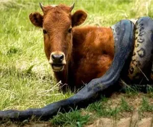 جذابیت حیات وحش / پیتون شقی پیچید دور گوساله ببلعتش سرش از دست رفت