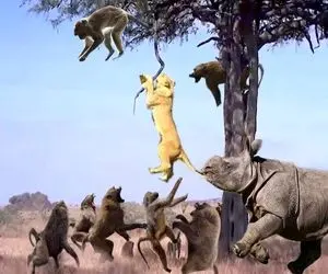 نارام زیان؛ کرگدن بدسگال شیر شقی که به بابونا حمله کرد جر داد تا کفتار بخوره