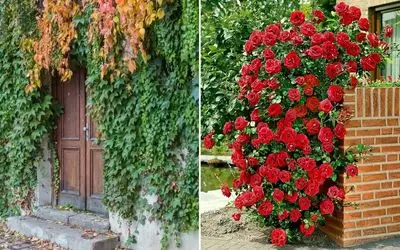 گیاهان همیشه سبز و مقاوم مختص ایجاد دیوار سبز در تمام فصول / پوشش آلاچیق و دیوار حیاط