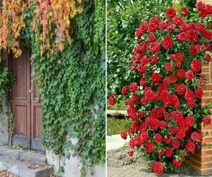 گیاهان همیشه سبز و مقاوم مختص ایجاد دیوار سبز در تمام فصول / پوشش آلاچیق و دیوار حیاط